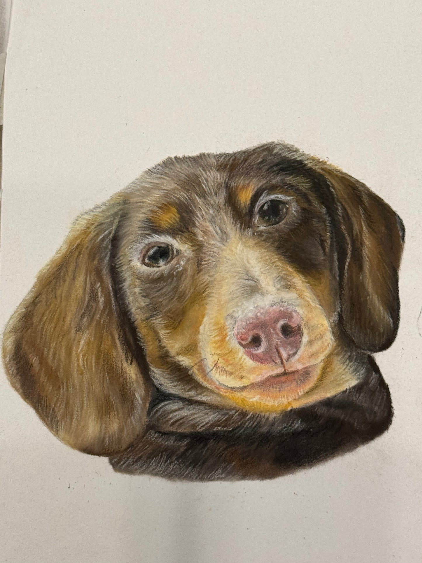 Commissioned Pastel Pet Portraits