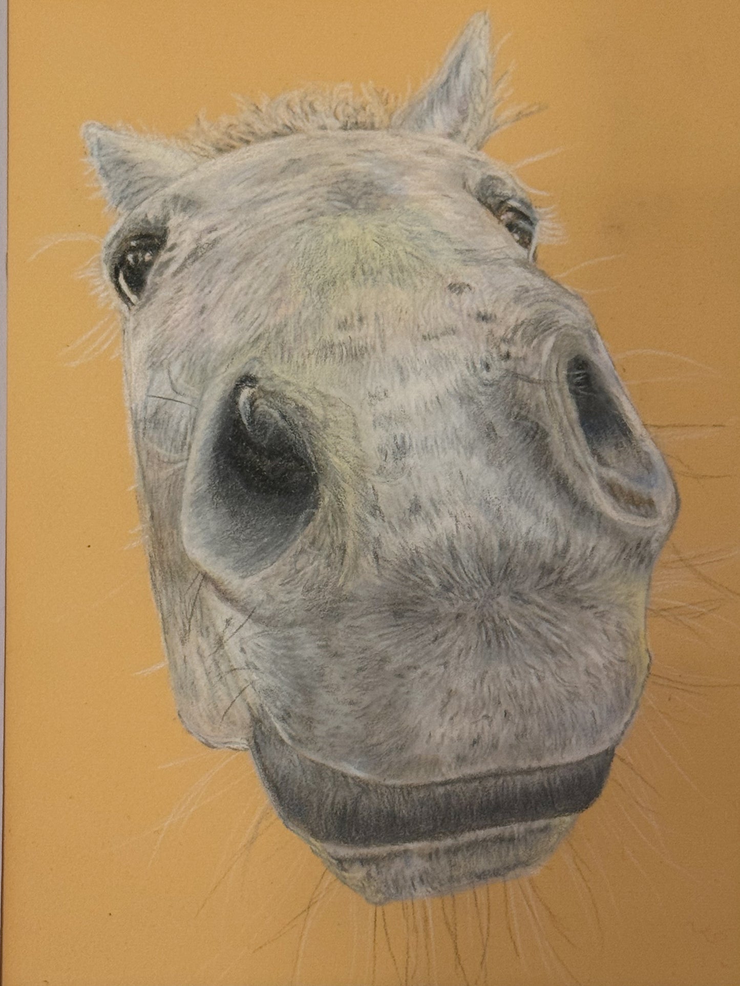 Commissioned Pastel Pet Portraits
